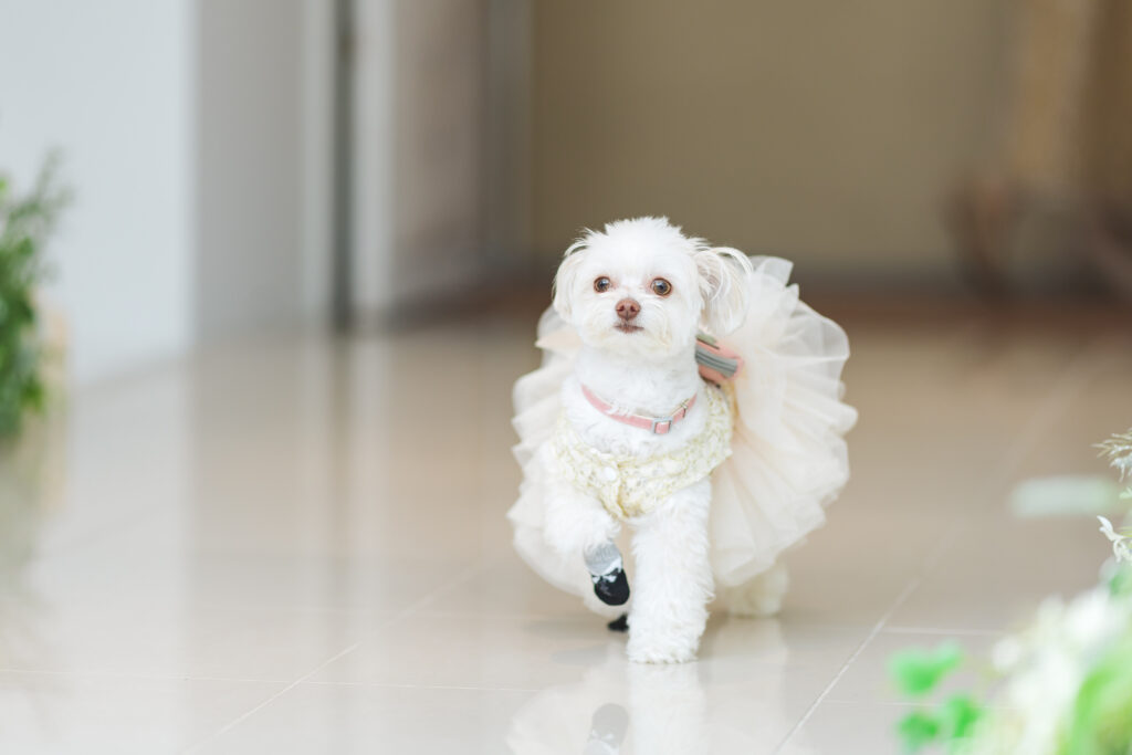 愛犬と1日を過ごす　withペットＷedding